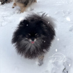 Jade 2 ans Spitz Nain Noire et blanche-mes pomeranians-poms de la lézardière