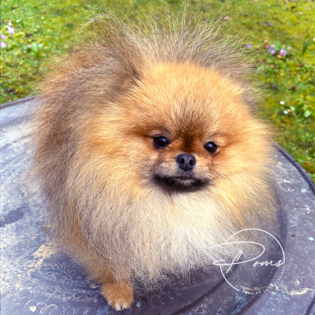 Vine 17 mois - poms de la lezardiere