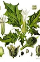 datura-wikipedia