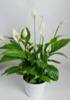 fleur de lune-planfor