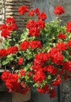 geranium-jardinage