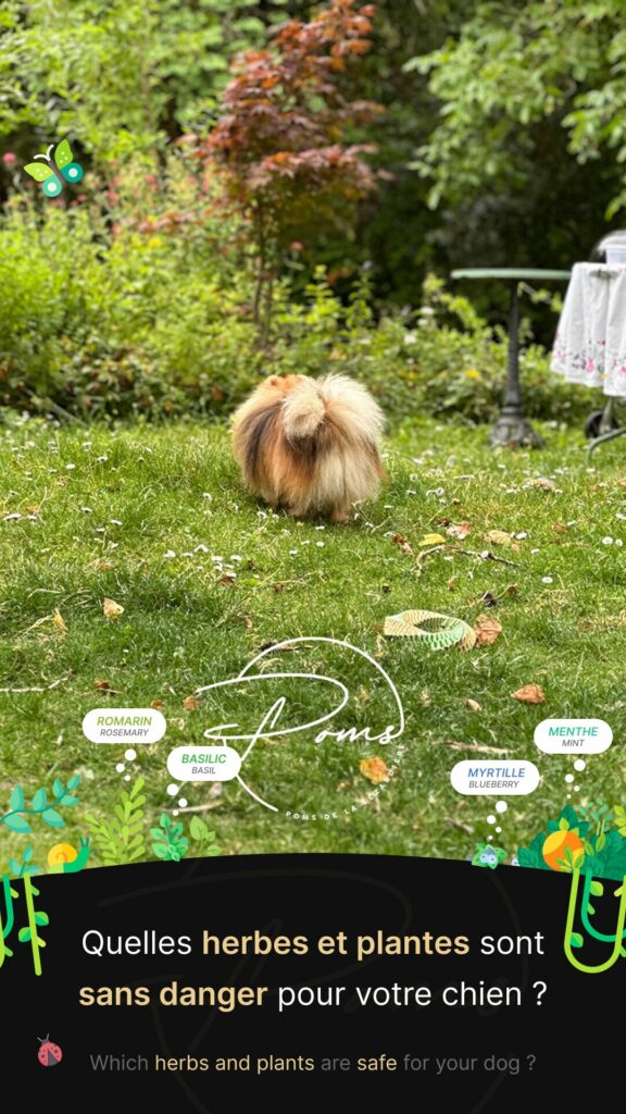 herbes et plantes sans danger - poms de la lezardiere