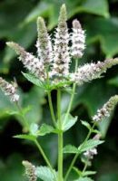 menthe poivree-jardinage