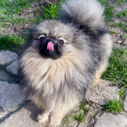 AIKO-9,5mois pomeranian gris loup-poms de la lezardiere AIKO-9,5mois pomeranian gris loup-poms de la lezardiere