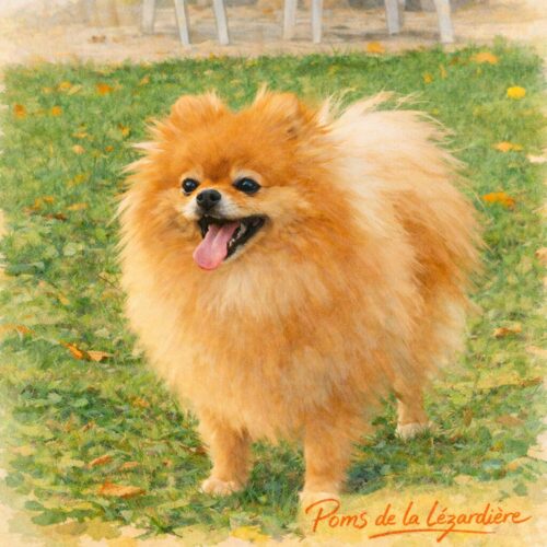 dessin-sia-pomsdelalezardiere