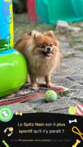 endurance spitz nain pomeranian -poms de la lezardiere