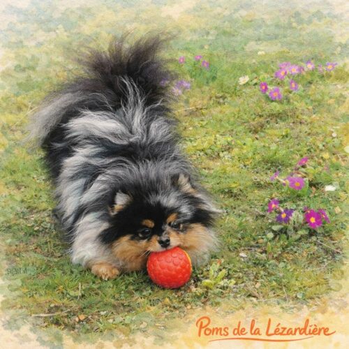 taoballe-pomsdelalezardiere