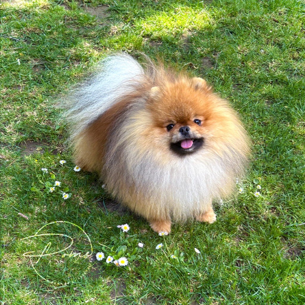 Vine pomeranian zibeline - poms de la lezardiere