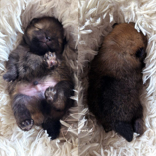 chiot pomeranian 14 jours-pomsdelalezardiere