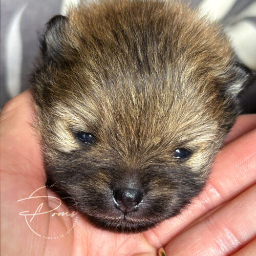 chiot pomeranian-15 jours-pomsdelalezardiere