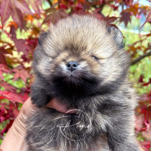 chiot pomeranian-1mois-pomsdelalezardiere