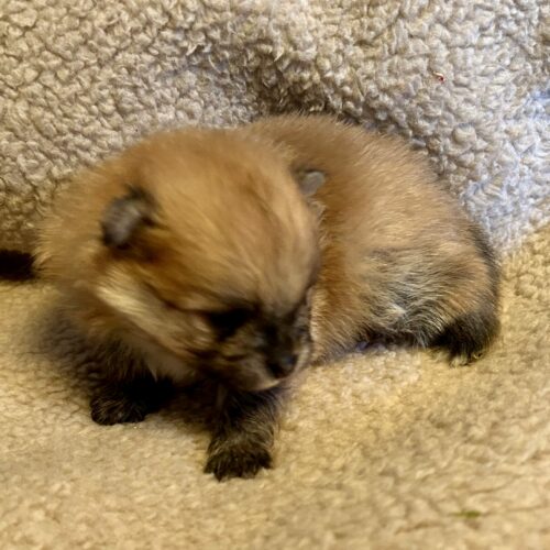 chiot pomeranian- 3 semaines-pomsdelalezardiere