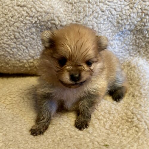 chiot pomeranian-3 semaines-pomsdelalezardiere