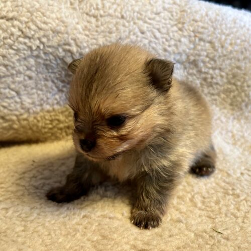 chiot pomeranian-3 semaines-pomsdelalezardiere